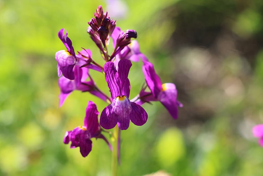 violet, flower, summer, color, flowering plant, freshness, fragility HD wallpaper