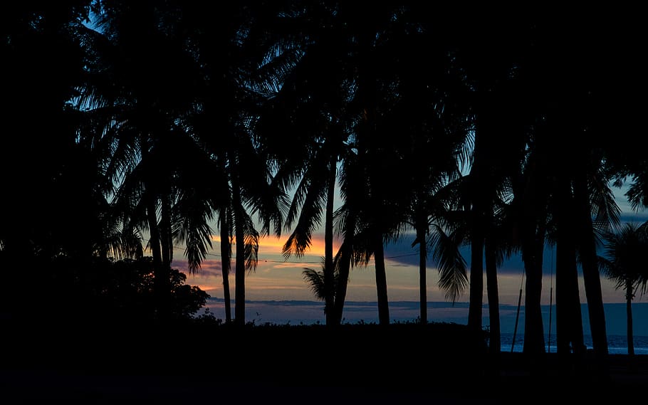palm, ocean, sunset, florida, fiesta key, island, travel, holiday