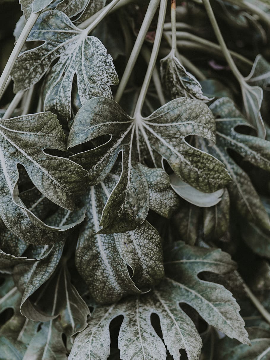 green leafed-plant, close-up, plant part, no people, growth, nature HD wallpaper