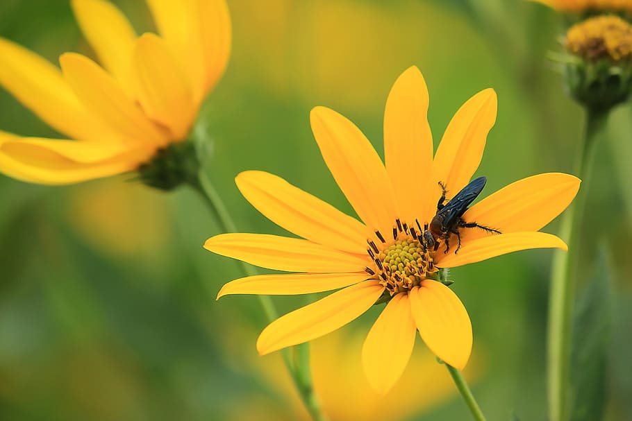 Yellow Flowers, beautiful, bee, blooming, bright, close-up, color HD wallpaper