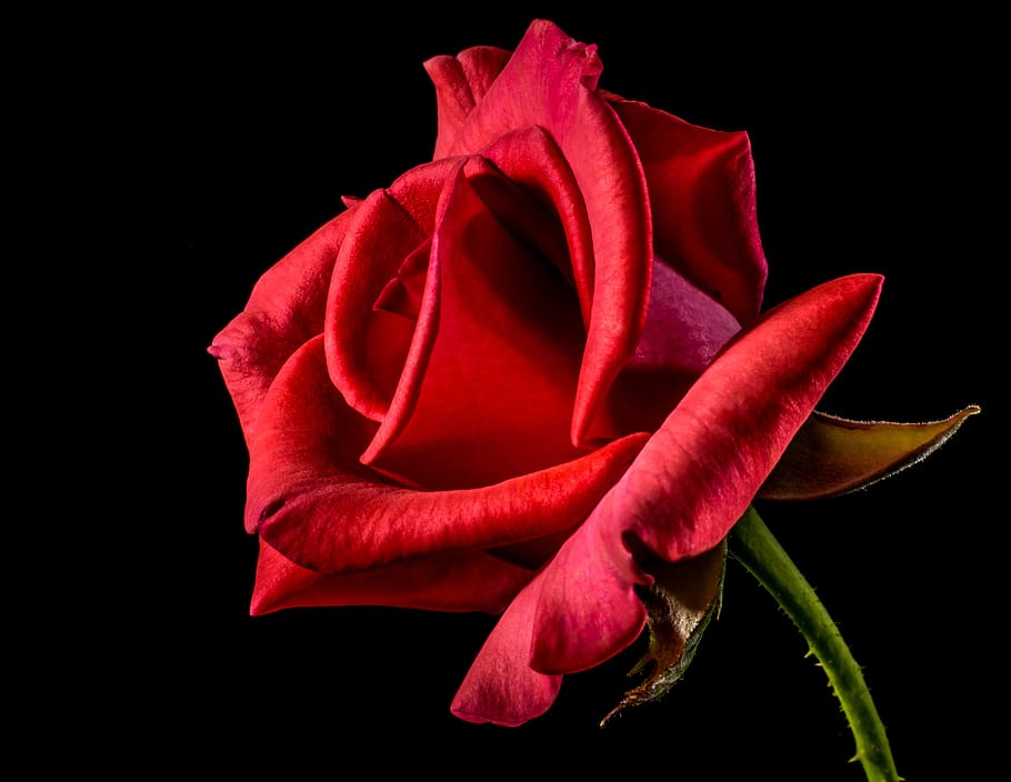 Shallow Focus Photography of Red Rose, bloom, blossom, desktop backgrounds HD wallpaper