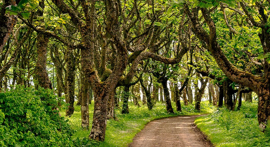 away, forest, path, trees, forest path, nature, leaves, light HD wallpaper