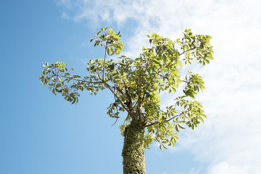 tree, blue, sky, nature, green, pastel, peace, clouds, natural HD wallpaper