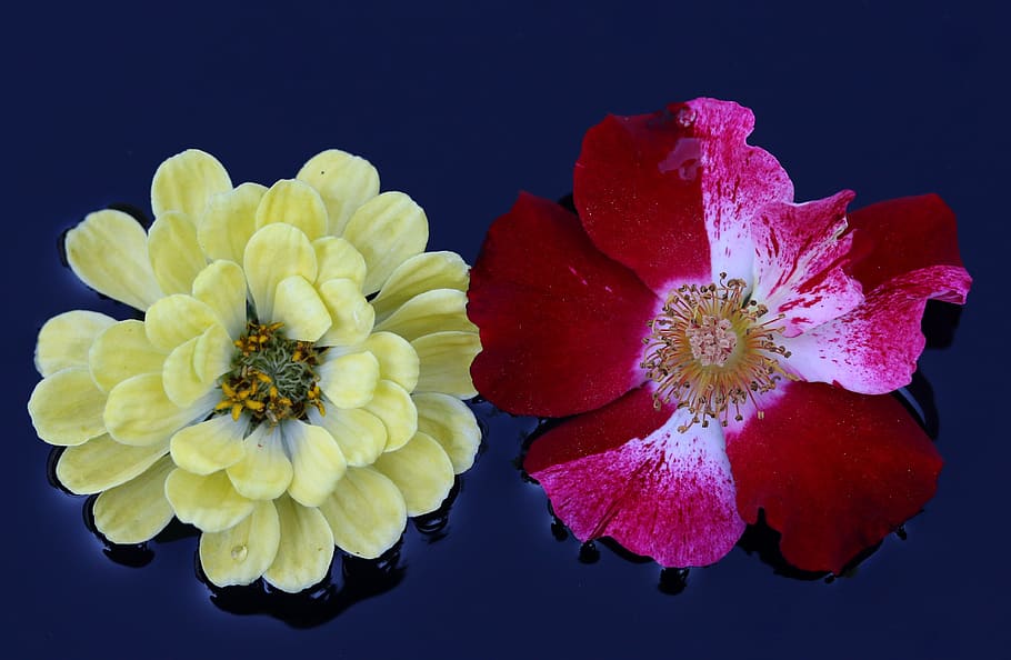 rose, red, white, yellow, flower, water, waterline, flowering plant, HD wallpaper