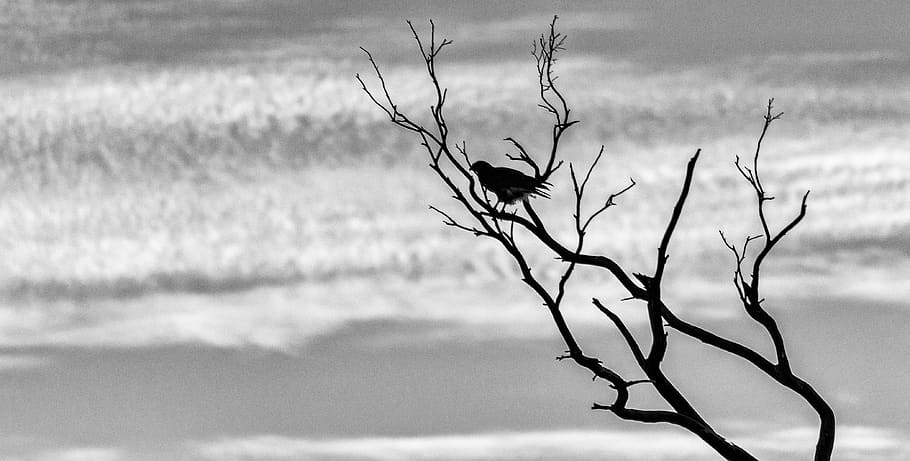 silhouette, sky, tree, branches, bird, buzzard, raptor, clouds HD wallpaper