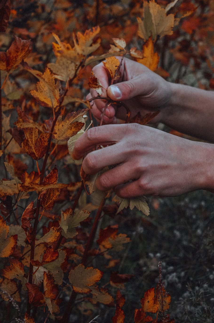 belarus, human hand, leaf, autumn, plant part, change, one person HD wallpaper