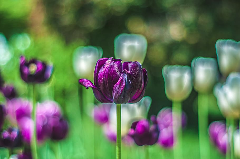 Purple Flowers, beautiful, bloom, blooming, blossom, blur, bright HD wallpaper