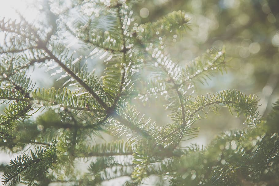 canada, lac supérieur, branches, light, sunlight, bright, tree HD wallpaper