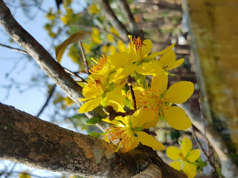 plant, pollen, tree, tree trunk, leaf, flower, blossom, anther HD wallpaper