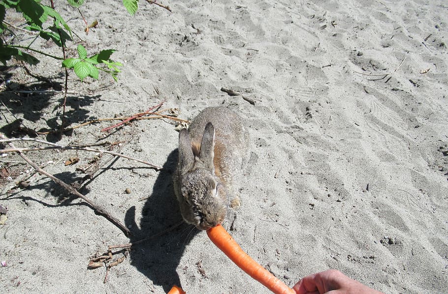 bunny, rabbit, brown, grey, jericho beach, point grey, vancouver HD wallpaper
