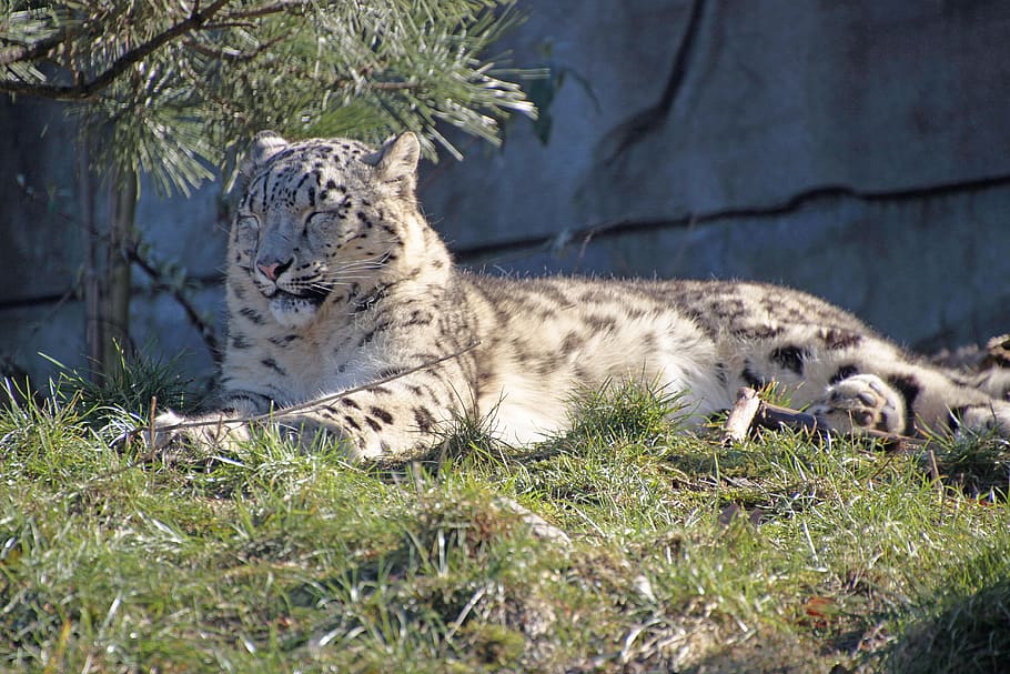 snow leopard, predator, big cat, animals, carnivores, noble HD wallpaper