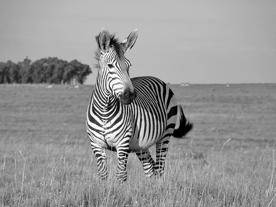 zebra, hartmann's, mother, child, baby, zebra baby, black and white, HD wallpaper