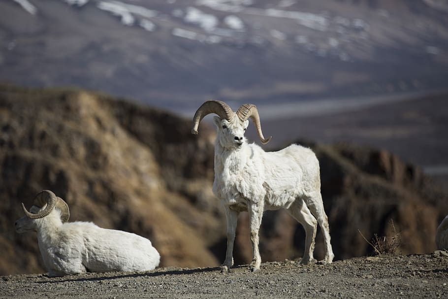 sheep, dall, rams, wildlife, nature, wilderness, portrait, close up HD wallpaper
