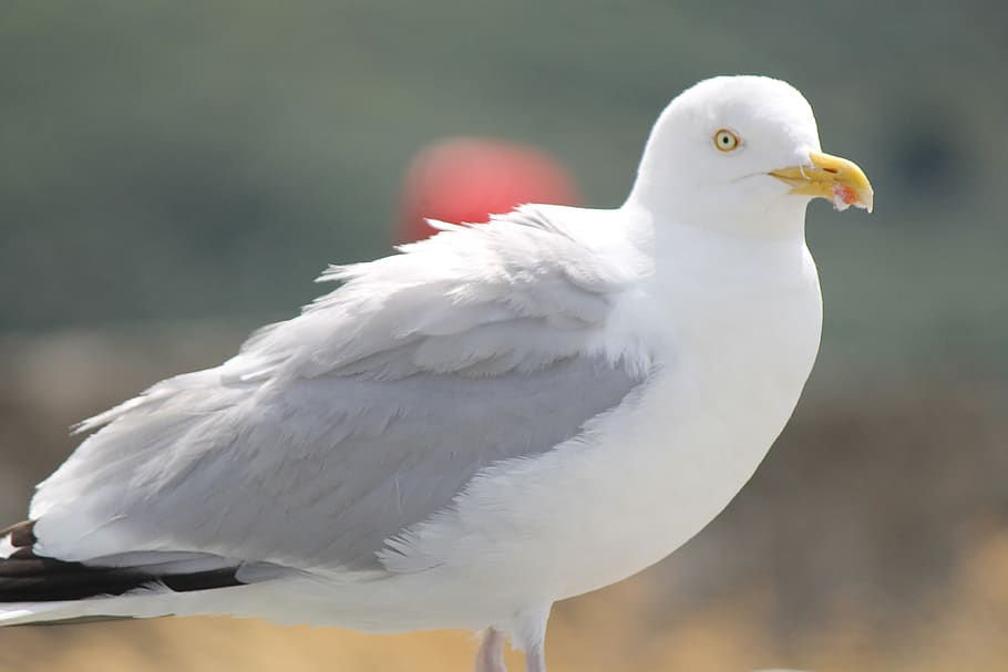 seagull, white, wings, sky, soaring, bird, hungry, animal, animal themes HD wallpaper