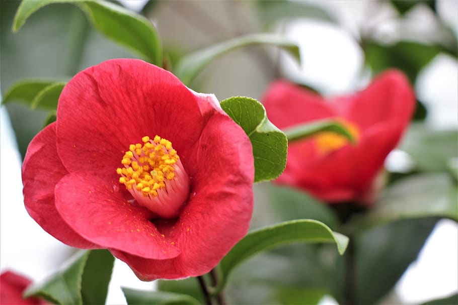 flower, red, flowers, bloom, garden, nature, summer, the orangery HD wallpaper