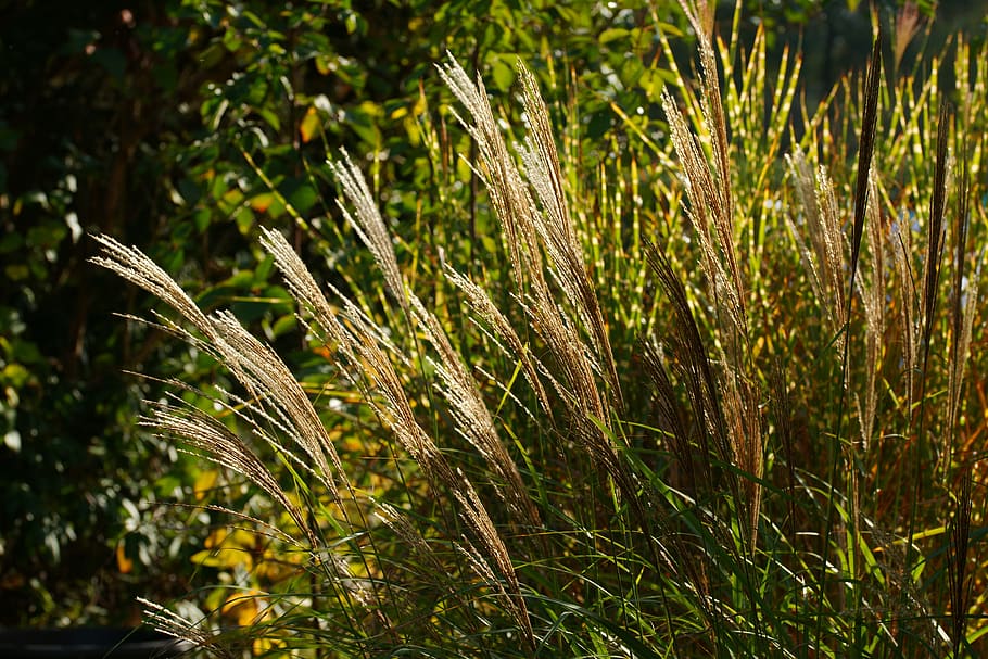 reed, garden, backlighting, grasses, landscape, close up, autumn HD wallpaper