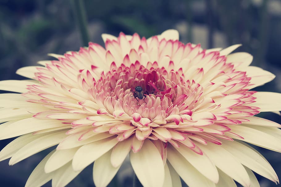 malaysia, flowering plant, petal, flower head, fragility, vulnerability HD wallpaper