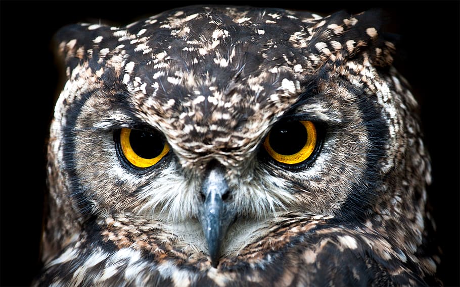 Close Up Photography of Owl, alert, animal, bird of prey, close-up, HD wallpaper