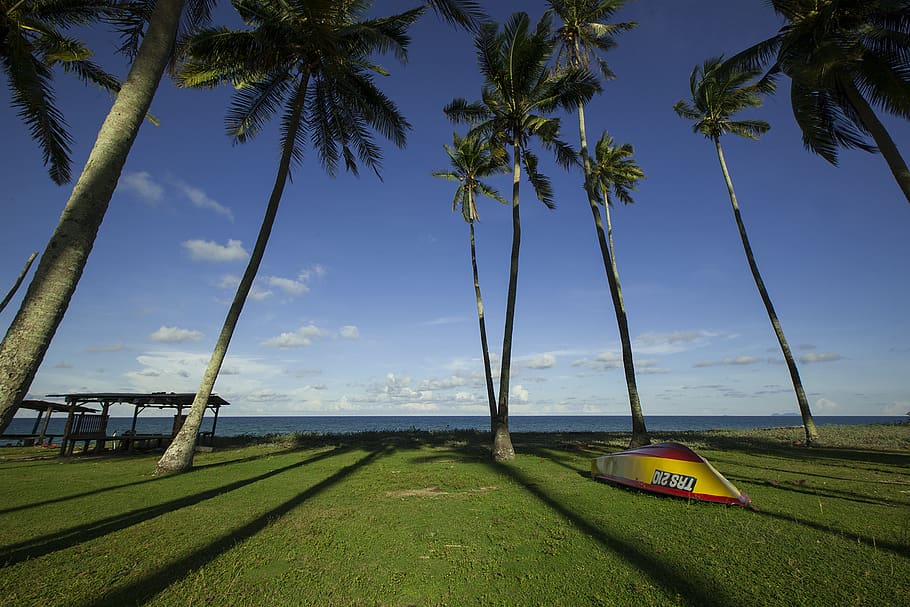 coconut, tree, green, grass, beach, coast, sea, water, ocean HD wallpaper