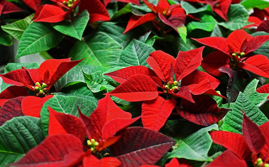 poinsettia, plant, christmas, flower, red, christmas plant, HD wallpaper