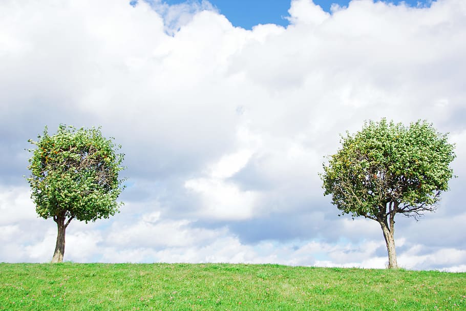 tree, two, leaf, branches, together, sky, couple, background HD wallpaper