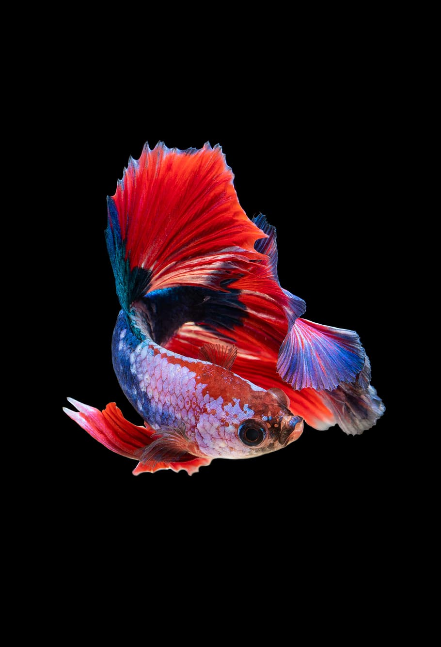 red and silver guppy fish, water, color, colour, swim, nature