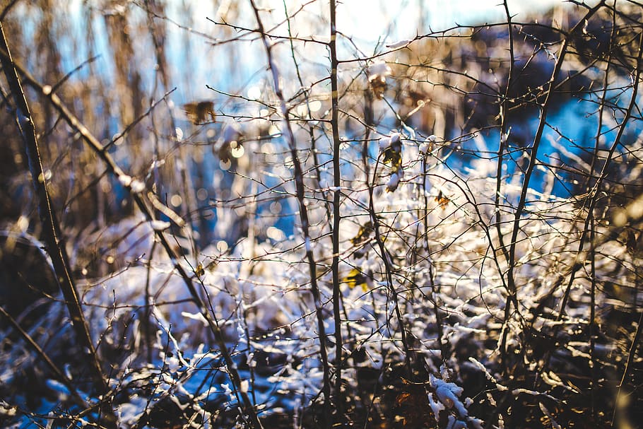 Branch in the Snow, background, bright, cold, frost, frozen, landscape HD wallpaper