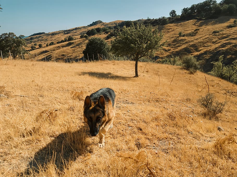 rex, dog, tree, mountains, run, ze, slowmotion, mammal, animal HD wallpaper