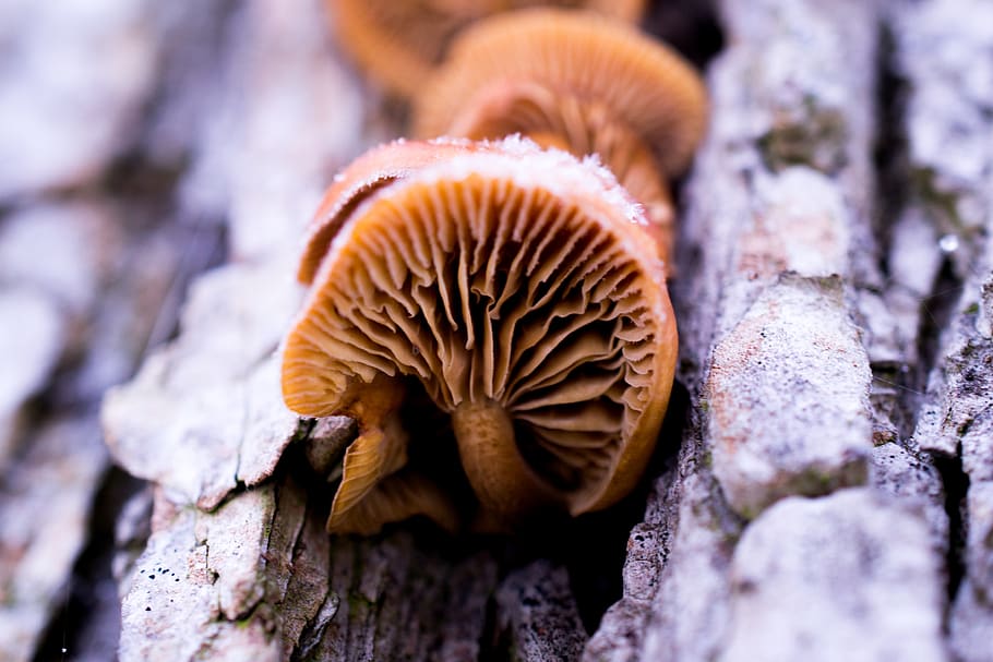 latvia-iecava-nature-mushrooms.jpg