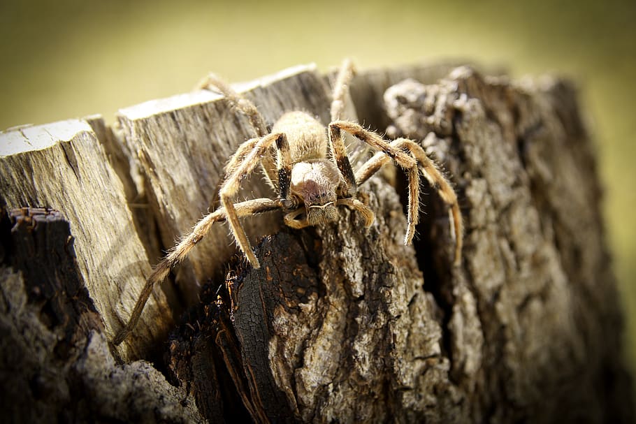 spider, tree, rain, animal themes, animals in the wild, one animal HD wallpaper