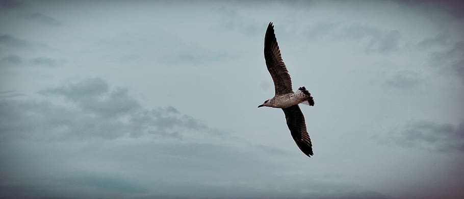 bird, animal, flying, clouds, minimal, sky, seagull, albatross