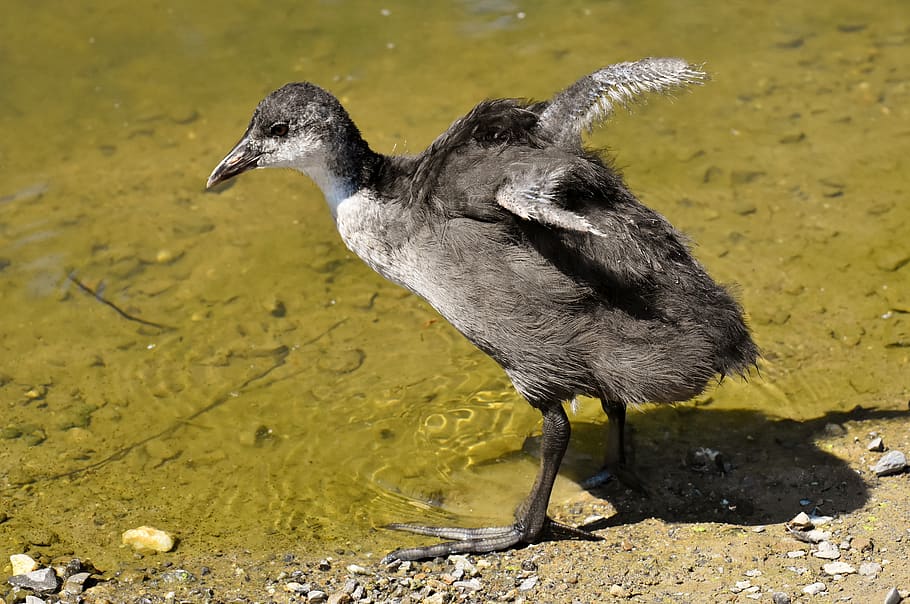 coot, chicks, wing, waters, nature, waterfowl, young, plumage HD wallpaper