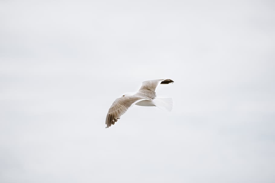 animal themes, animal wildlife, animals in the wild, bird, vertebrate HD wallpaper