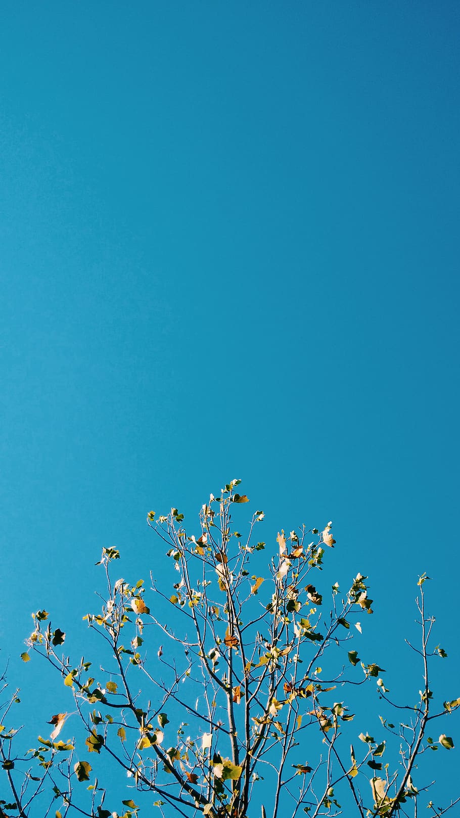 Hd Wallpaper 杏花 Sky Blue Low Angle View Clear Sky Plant