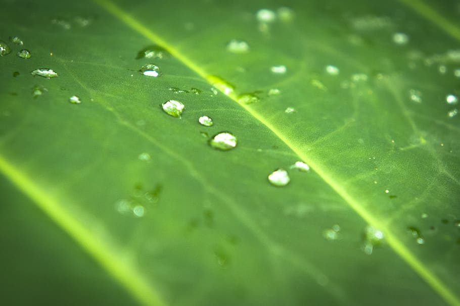 rain drop, water, leaf, plant part, green color, wet, close-up HD wallpaper