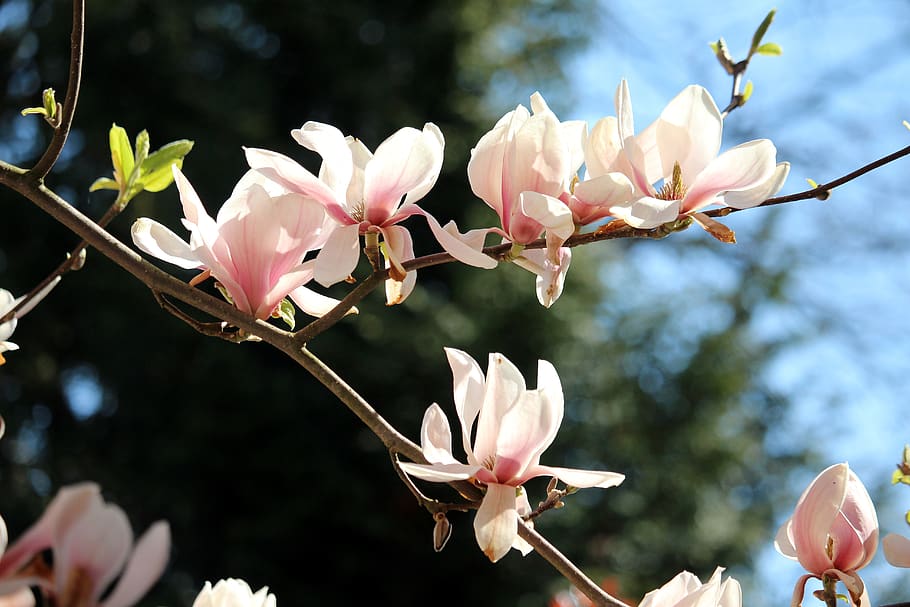 blossom, bloom, spring, pink, magnoliengewaechs, magnolia, nature HD wallpaper