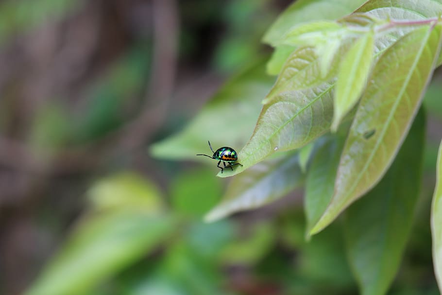 Metallic Beetle on Green Leaf during Daytime, bug, insect, macro HD wallpaper