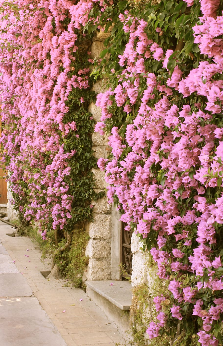 HD wallpaper: capri, bougainvillea, rosa, ancient, wall, flower, flowers |  Wallpaper Flare