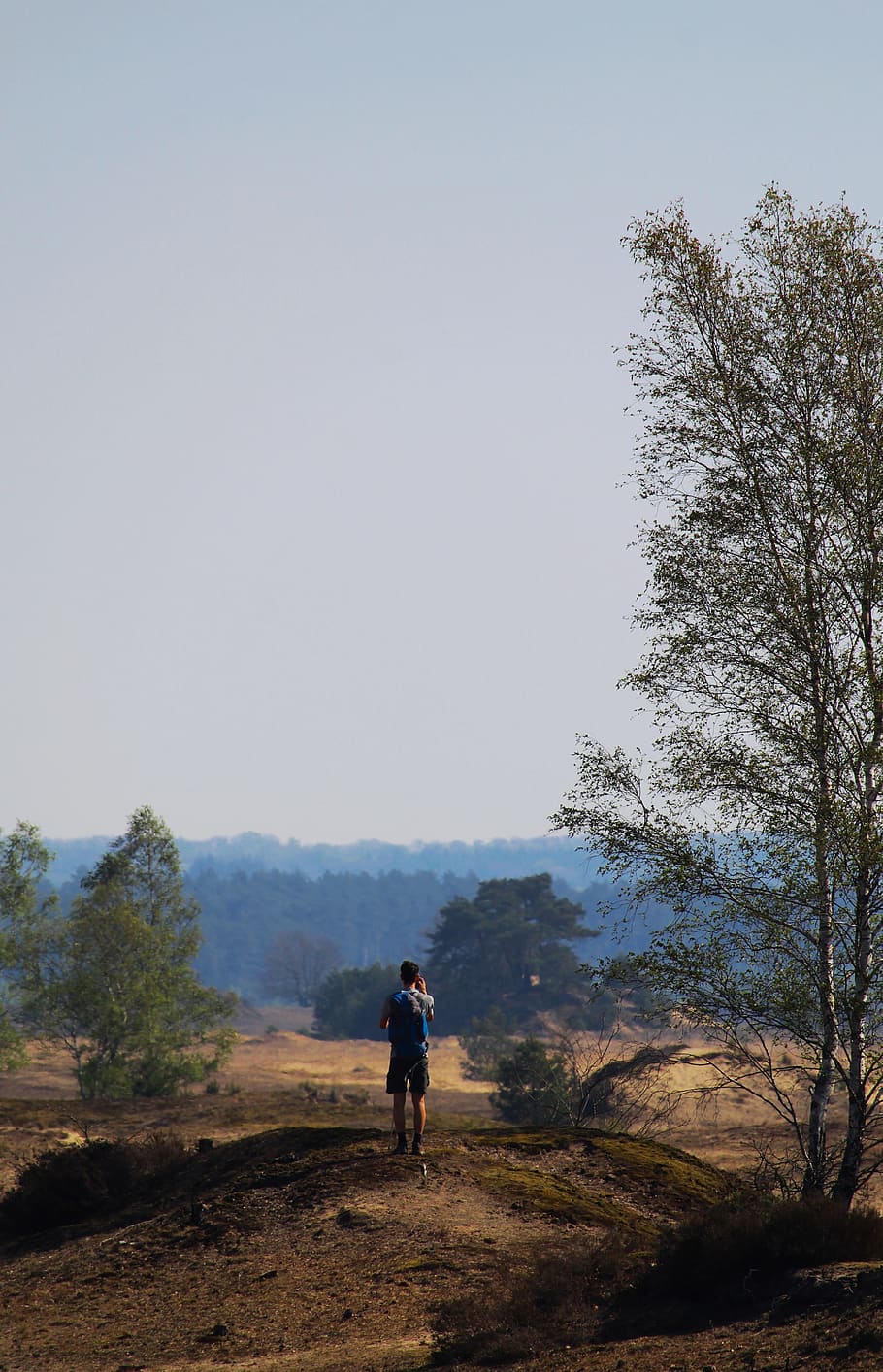 person, human, plant, tree, fir, abies, outdoors, nature, kootwijk HD wallpaper