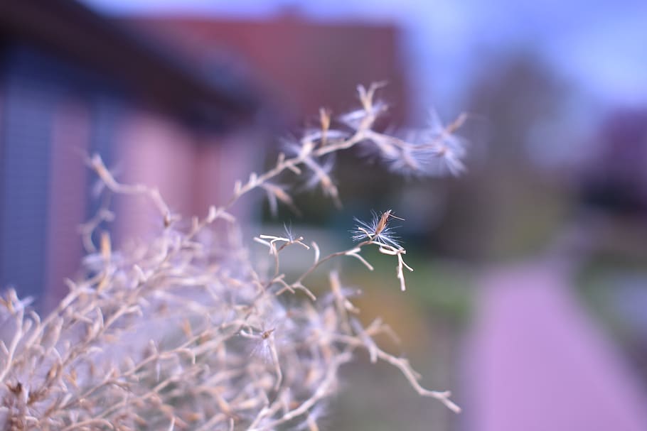 flower, slightly, out, grey, plant, fragility, close-up, nature HD wallpaper