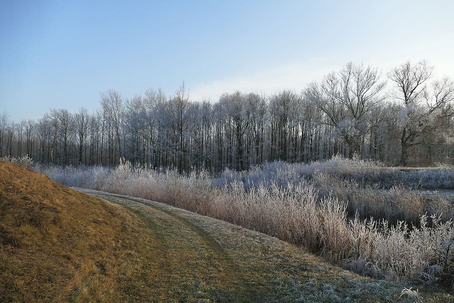 winter, nature, icing, chill, trees, country, plant, tranquility HD wallpaper