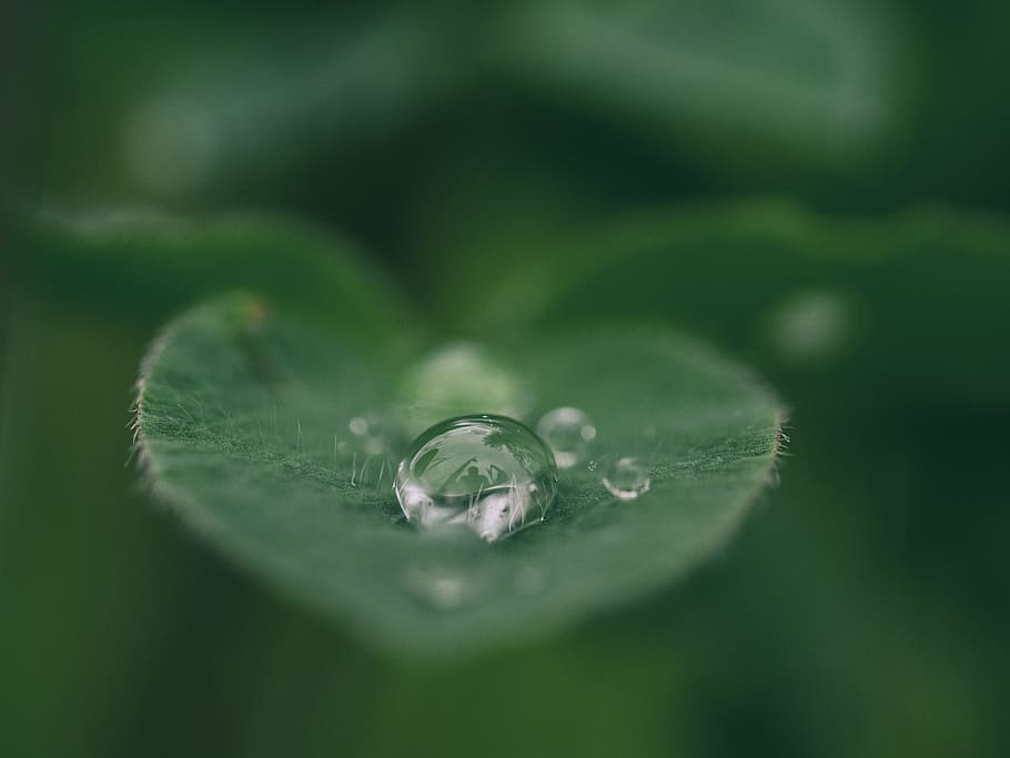 green leaf with water drops, macro, rain, dew, close up, leaves HD wallpaper