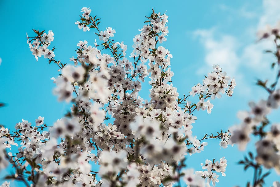 spring, daylight, blue, blossom, nature, sunlight, tree, outdoor HD wallpaper