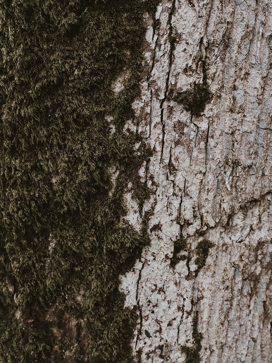 plant, tree, tree trunk, leaf, wood, annonaceae, asphalt, tarmac HD wallpaper