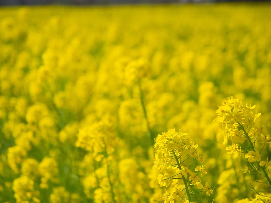 spring, rape blossoms, flowers, yellow, natural, landscape HD wallpaper