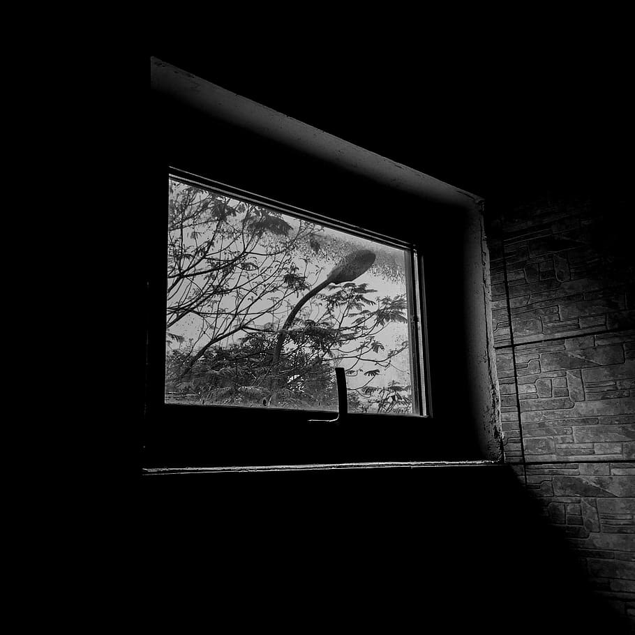 window, dark, scene, mood, moody, trees, plant, lamp post, light HD wallpaper