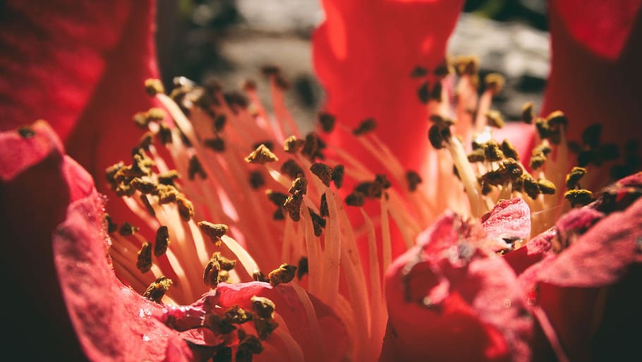 flower, bloom, red, macro, stamen, pollen, blossom, nature HD wallpaper