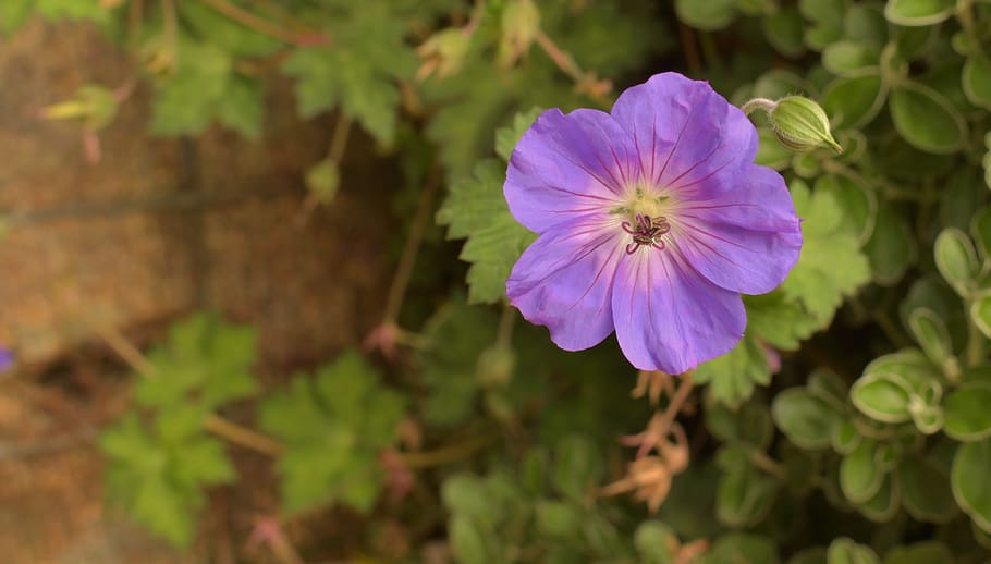 flower, macro, bokeh, bud, violet, plant, wallpaper, flowering plant HD wallpaper