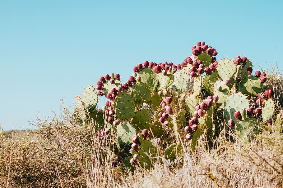 green cactus surrounded by grass, plant, growth, sky, nature HD wallpaper