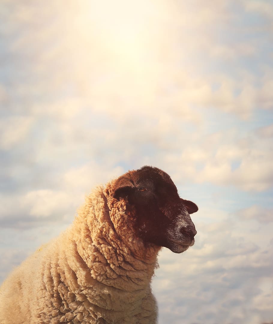 sheep, animal, sky, wool, cattle, agriculture, farm, rural HD wallpaper